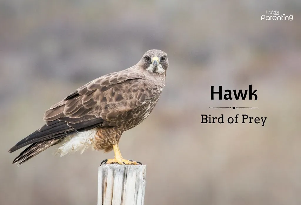 Hawk - Hippie Names for Girls and Boys