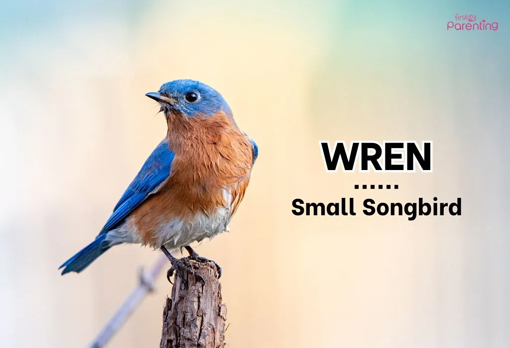 Wren - Country Boy Names & Their Meanings