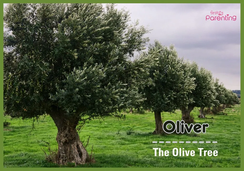 Oliver - American Names For Boys & Their Meanings