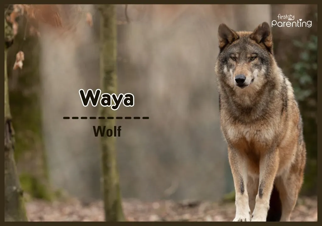 Waya - American Names For Boys & Their Meanings