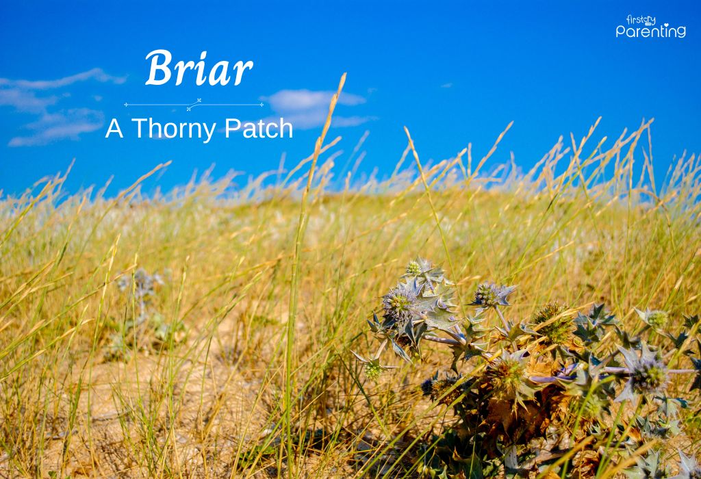 Briar - Girl Names Starting With Bri
