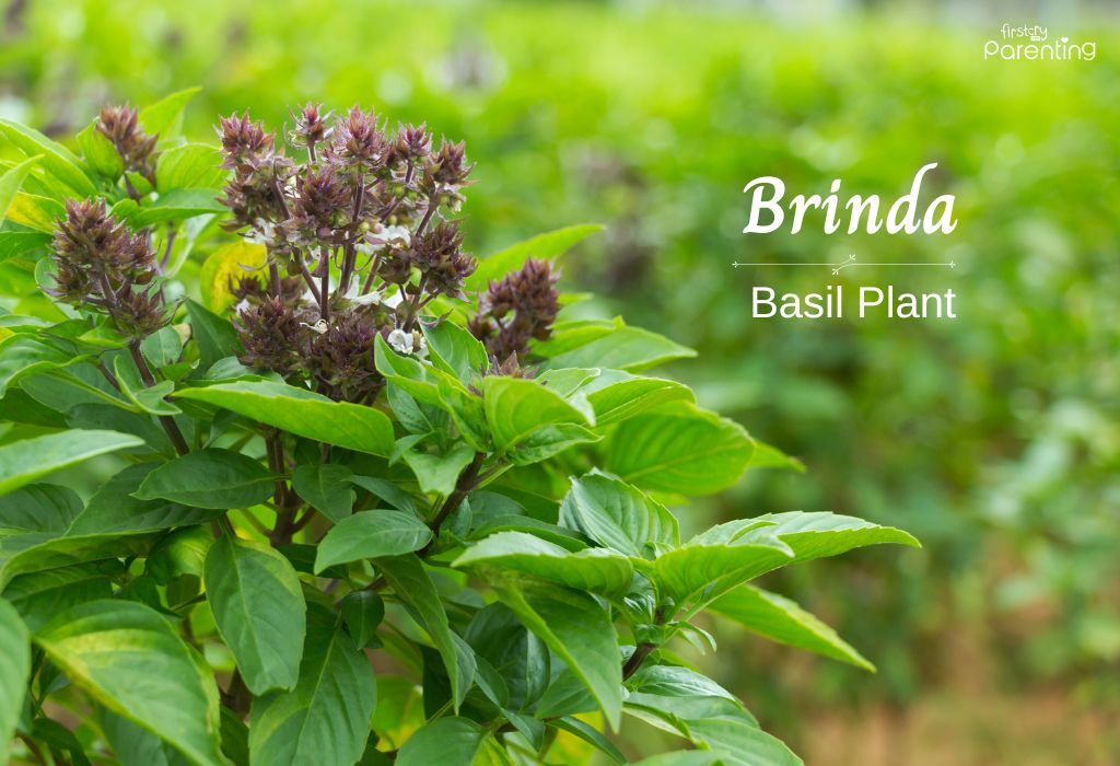 Brinda - Girl Names Starting With Bri