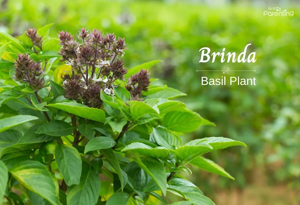 Brinda - Girl Names Starting With Bri Brinda - Girl Names Starting With Bri