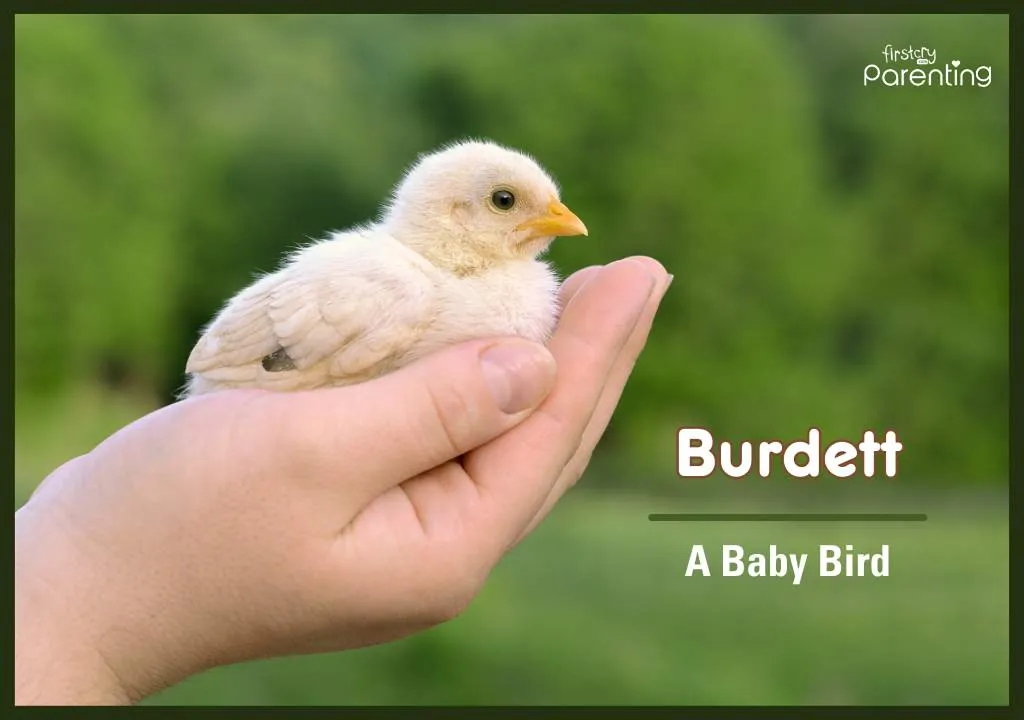 Burdett - Bird Names for Boys