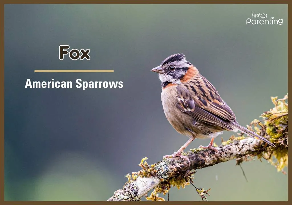 Fox - Bird Names for Boys