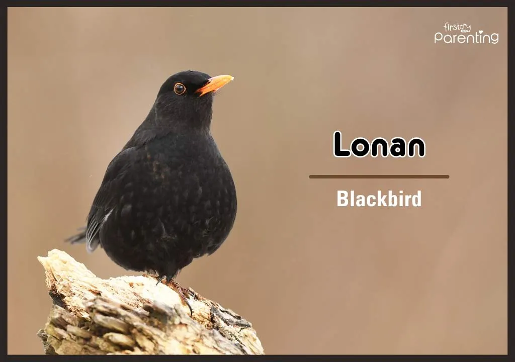 Male bird names sales