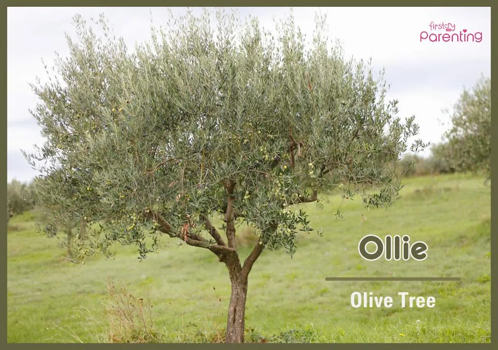 Ollie - Bird Names for Boys