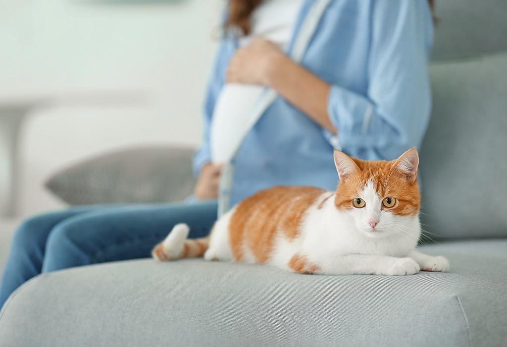 do cats know your pregnant