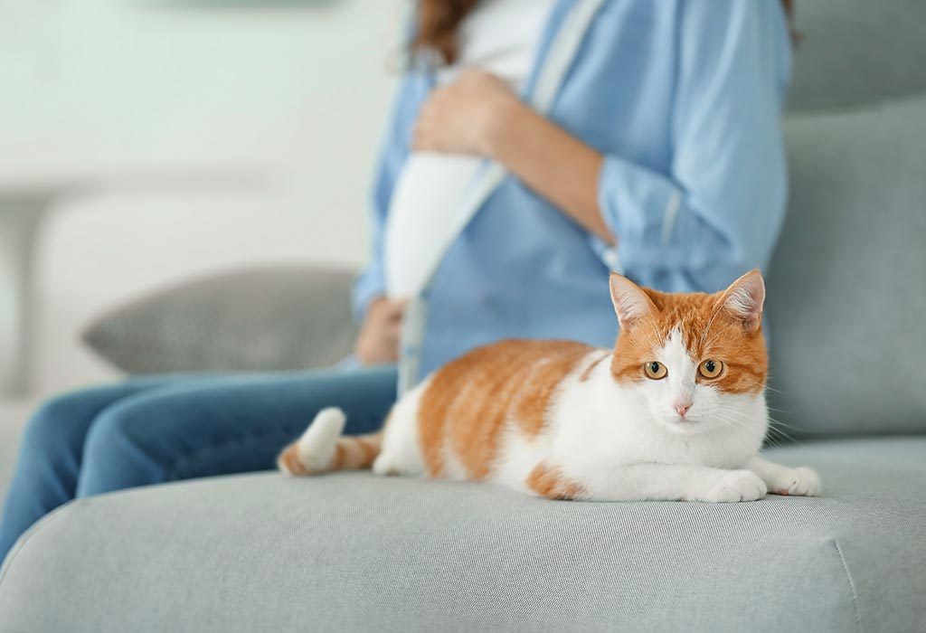 can a cat sense if your pregnant