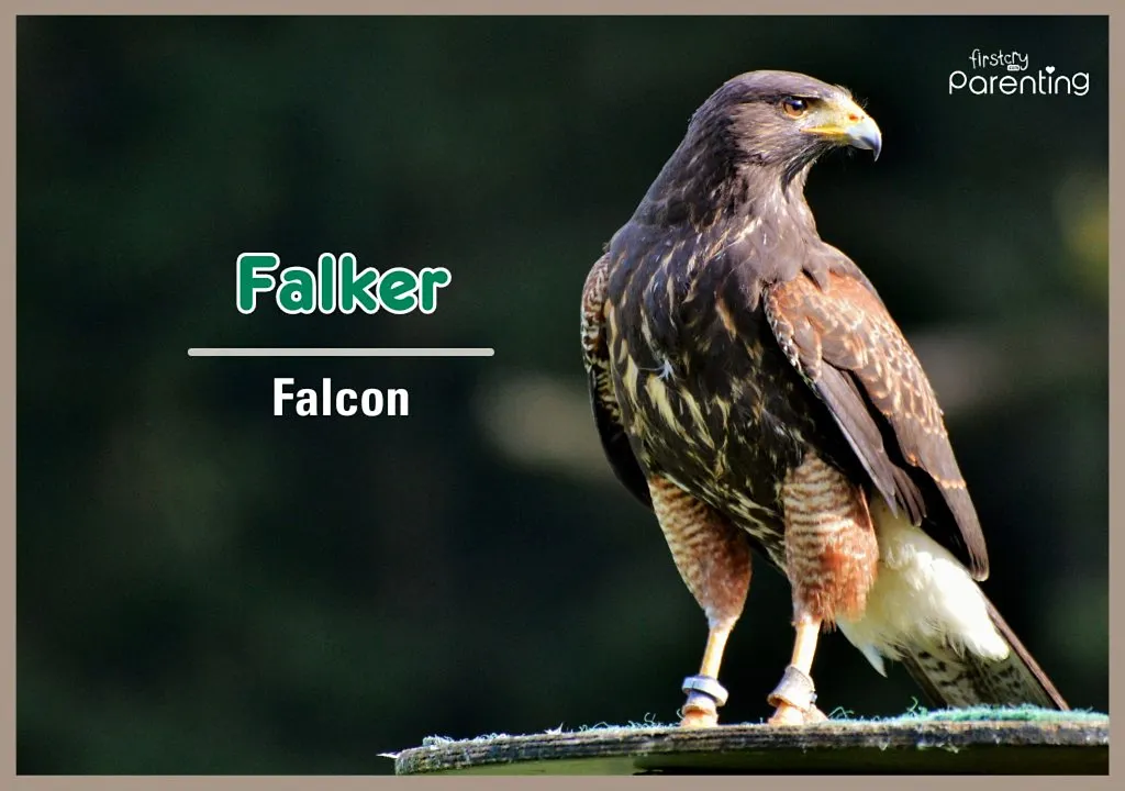 Falker - Danish Names for Boys and Girls With Meanings