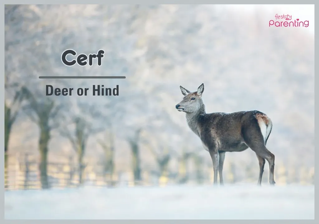 Cerf - Last Names That Start With ‘C’