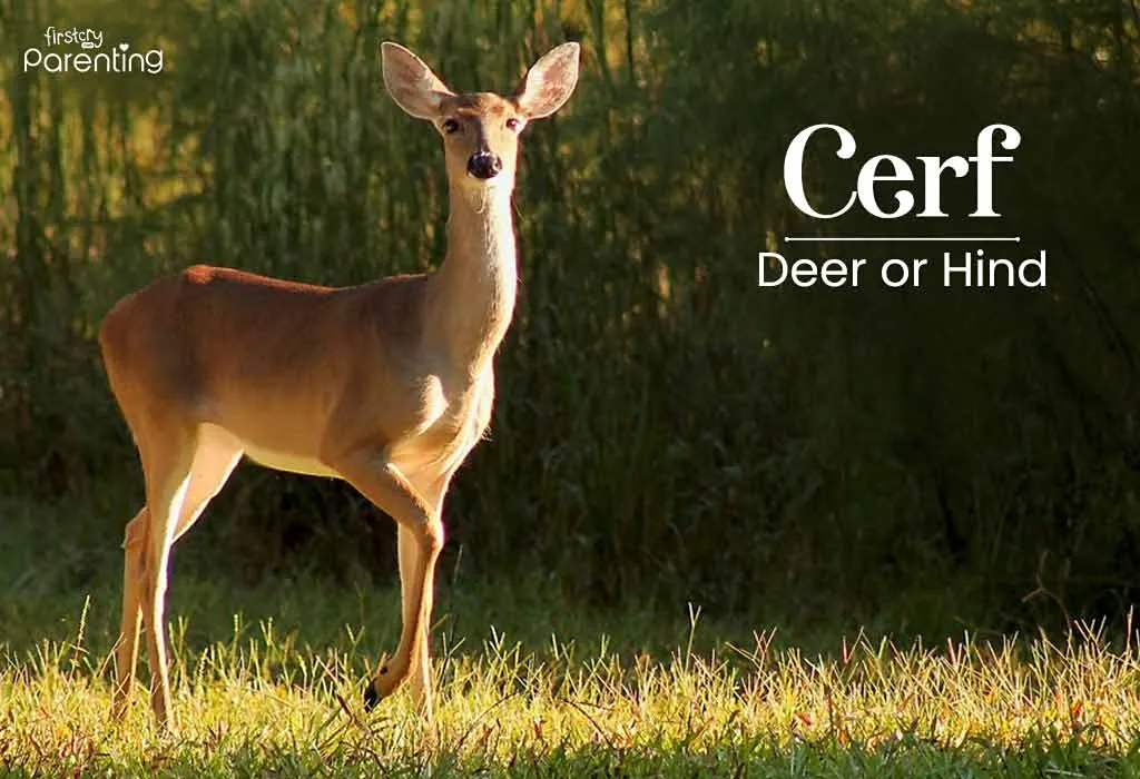 Cerf - Last Name That Start with C Cerf - Last Name That Start with C