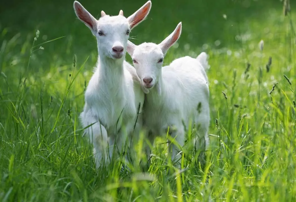 Young Goats