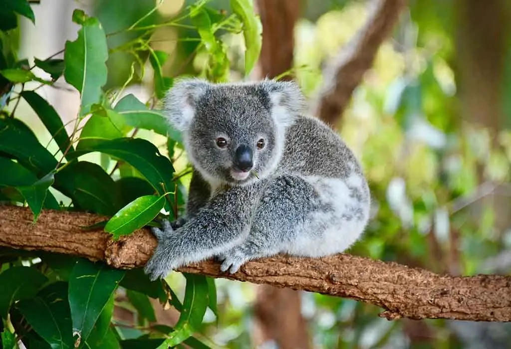 Koala Bear And Baby by English School
