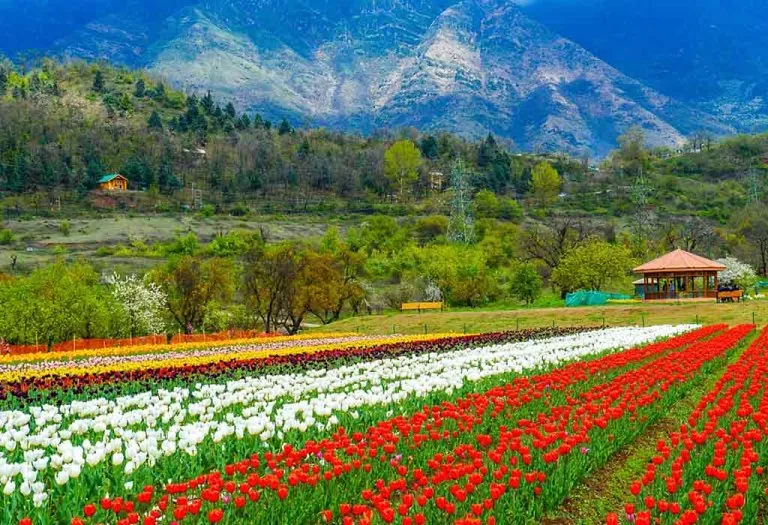 Travel Therapy: My Trip to Kashmir - Heaven on Earth