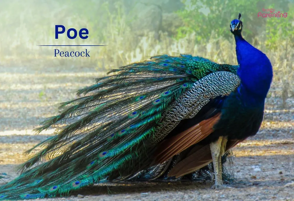 Poe - Poetic Names for Boys and Girls