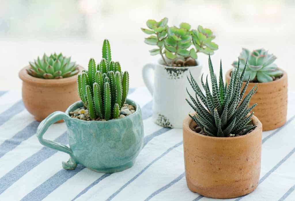 Small Cacti Plants