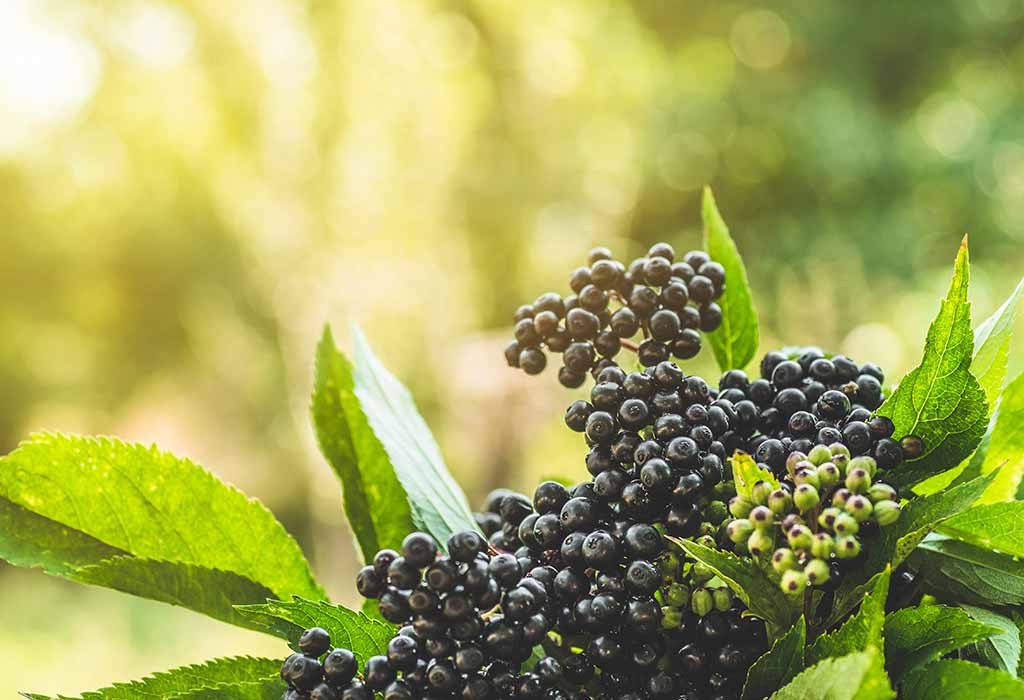Elderberry for Babies and Kids – Is It Safe?