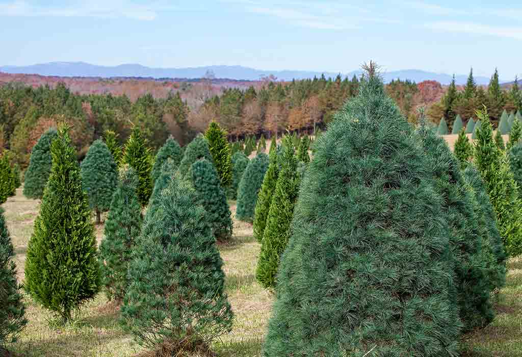 Visit a Christmas Tree Farm