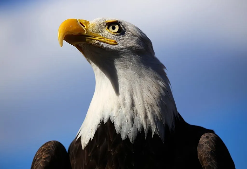 Interesting Facts About the National Bird of USA for Kids