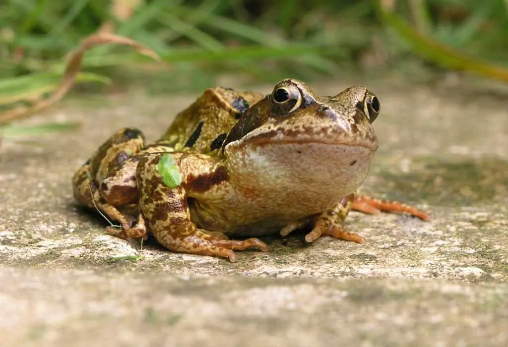 adult frog