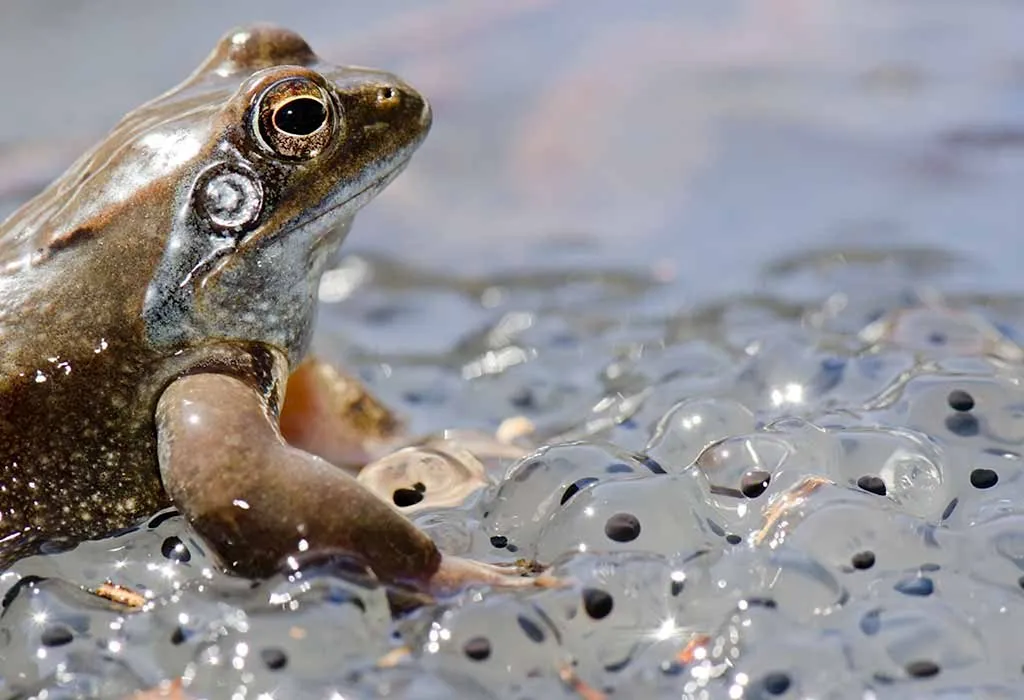 Information About Life Cycle of a Frog for Children