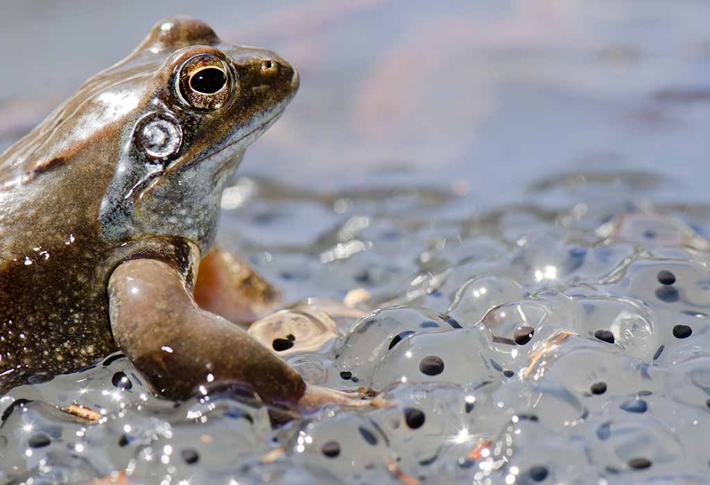 5-stages-of-frog-life-cycle-design-talk