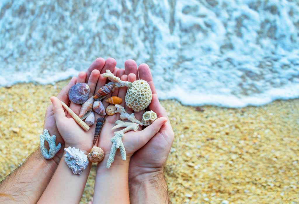 Collect the Seashells