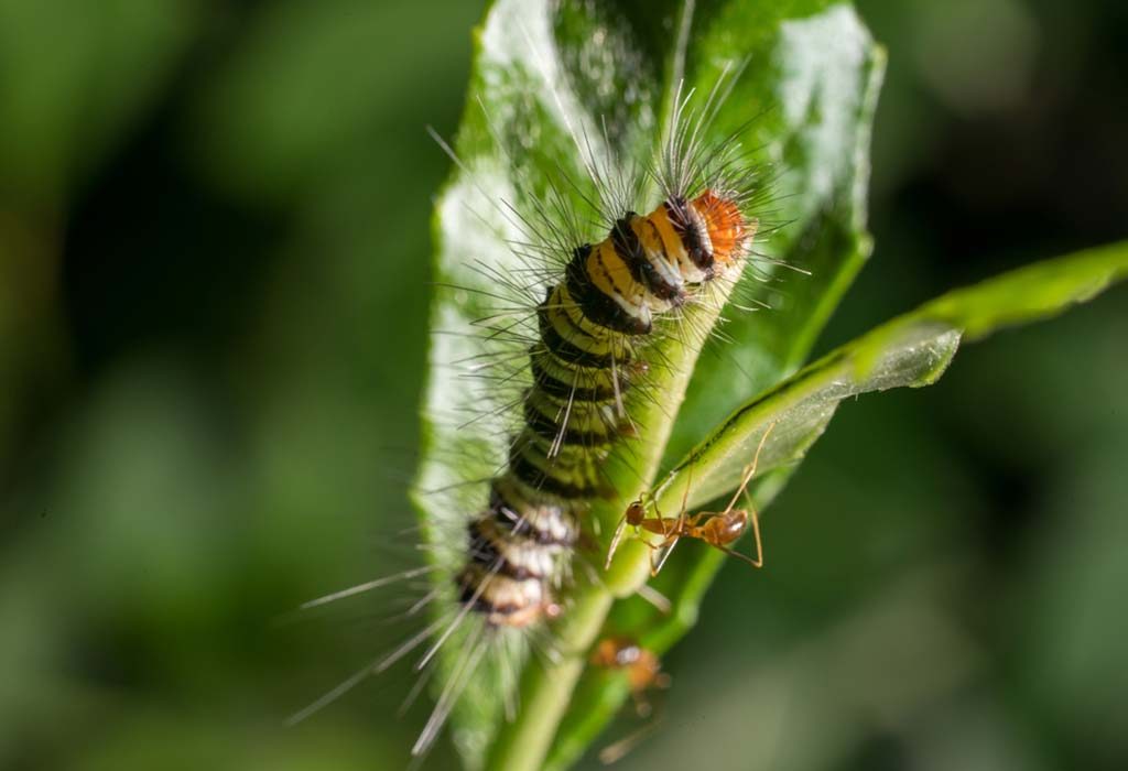 caterpillar or larva