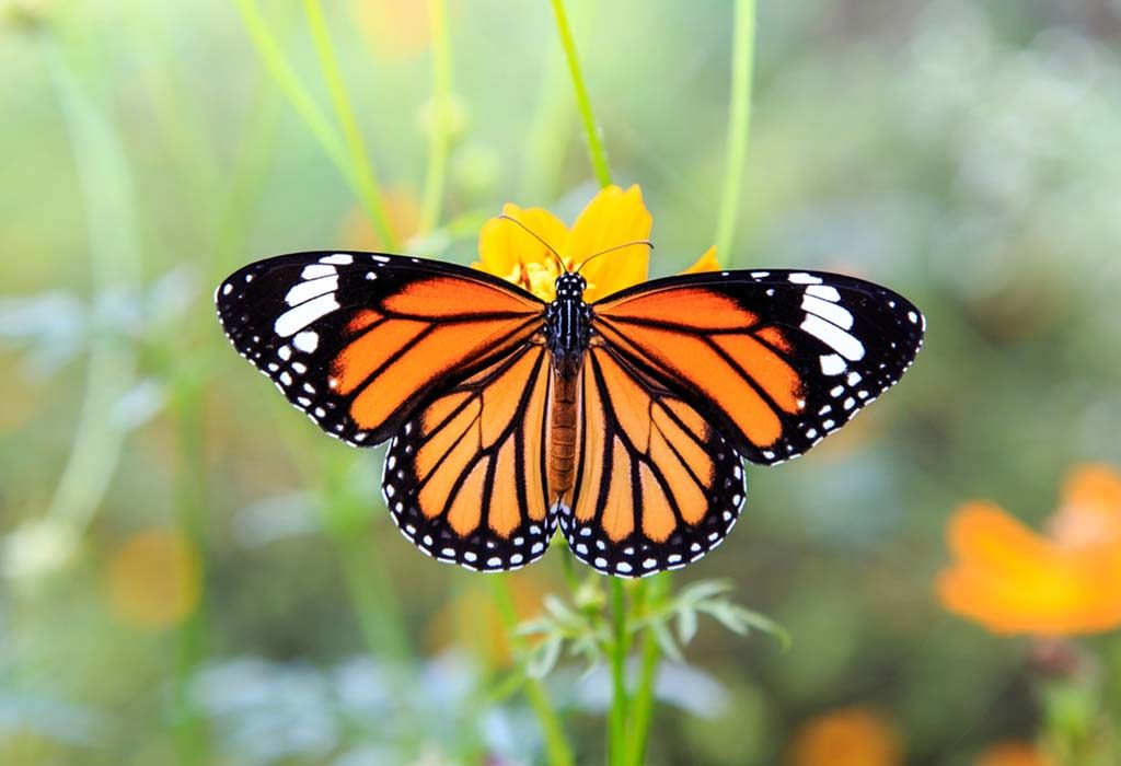 The Life Cycle Of A Butterfly Lesson For Kids
