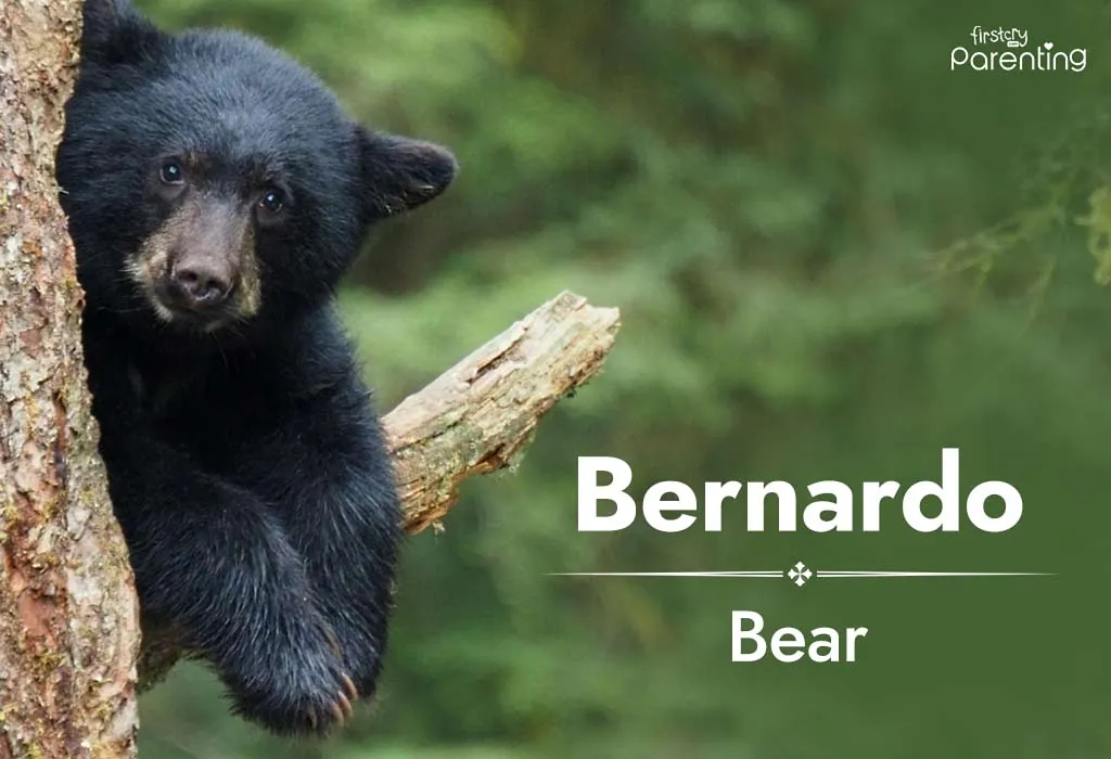 Bernardo - 8 Letter Names for Boys and Girls Bernardo - 8 Letter Names for Boys and Girls