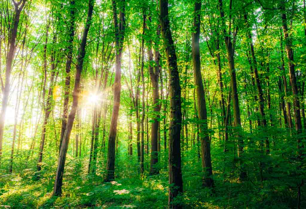 Interesting Facts About Forests for Kids