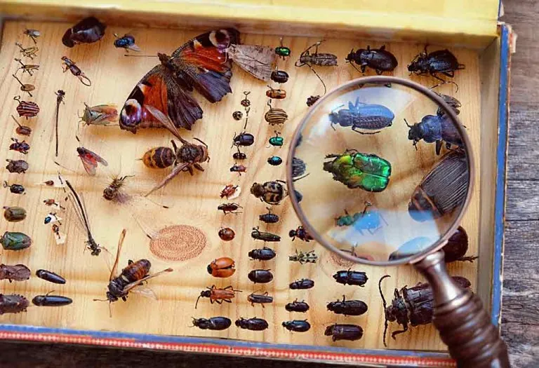 Interesting Facts About Insects For Kids