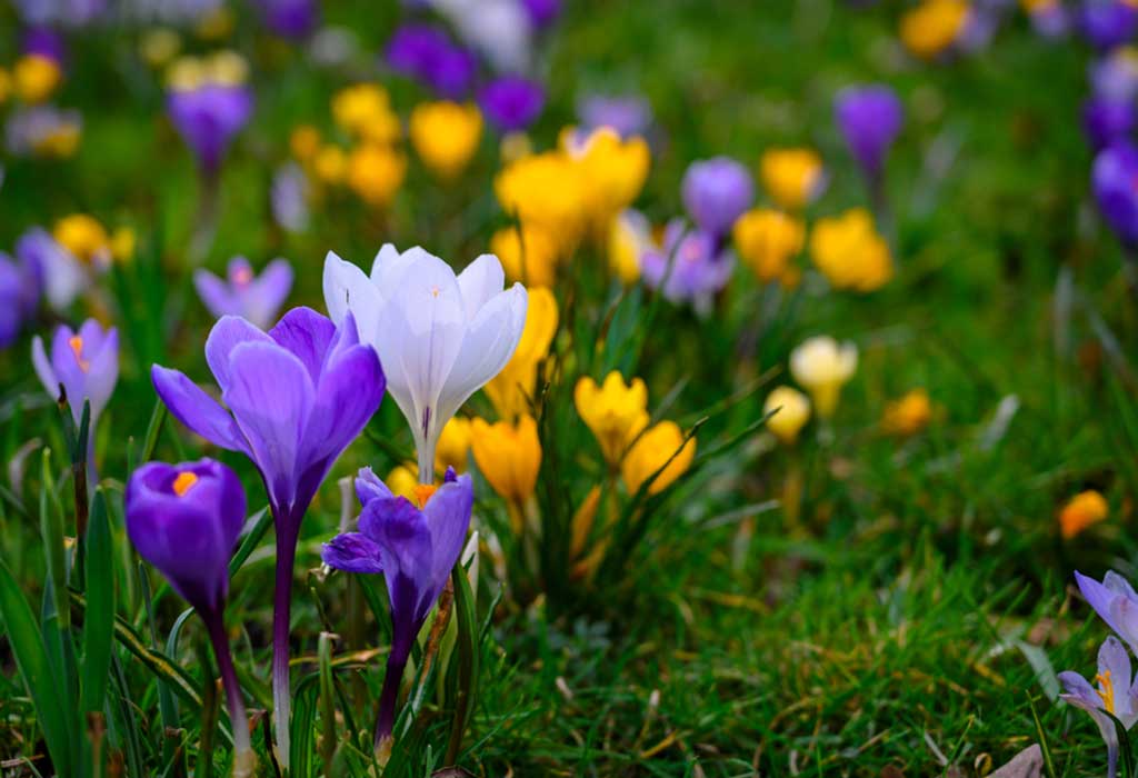 pictures of spring flowers in bloom