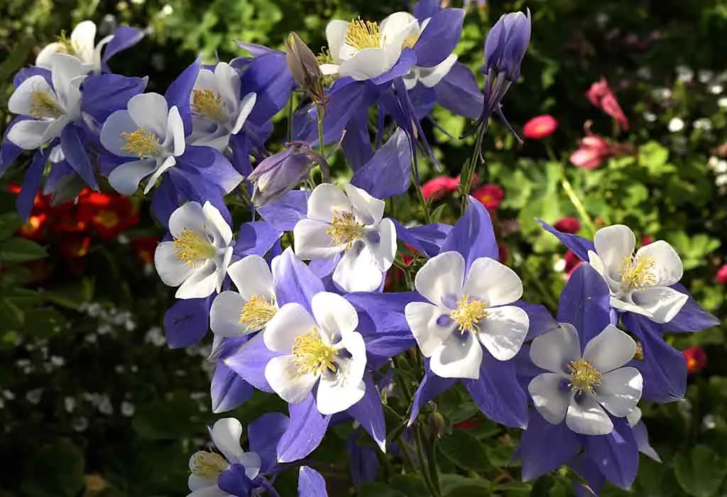 Flowers to Brighten Up Your Home Garden This Spring