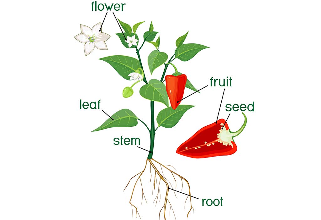 Parts Of Plants Parts Of Plants For Kids Rabbitsabc - Riset