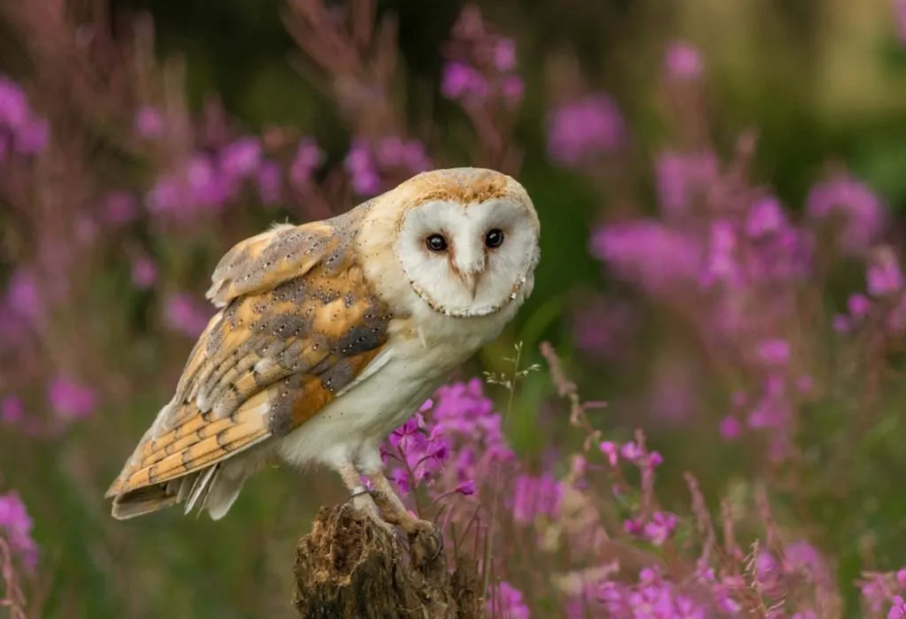 Other Fun Facts About Owls for Children