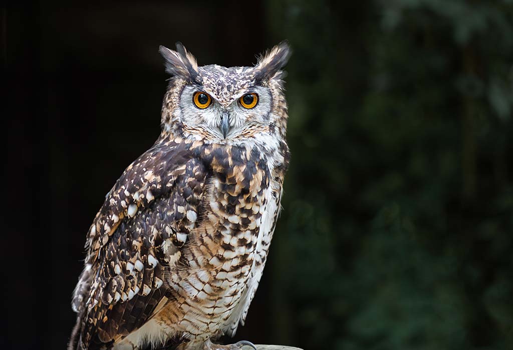 Interesting Facts About Owls for Kids