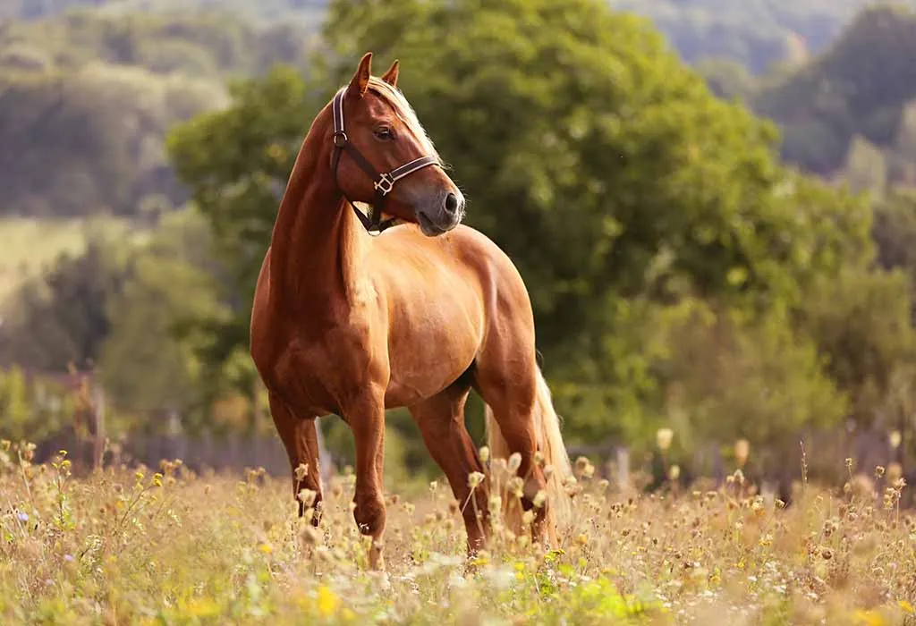 National I Love Horses Day
