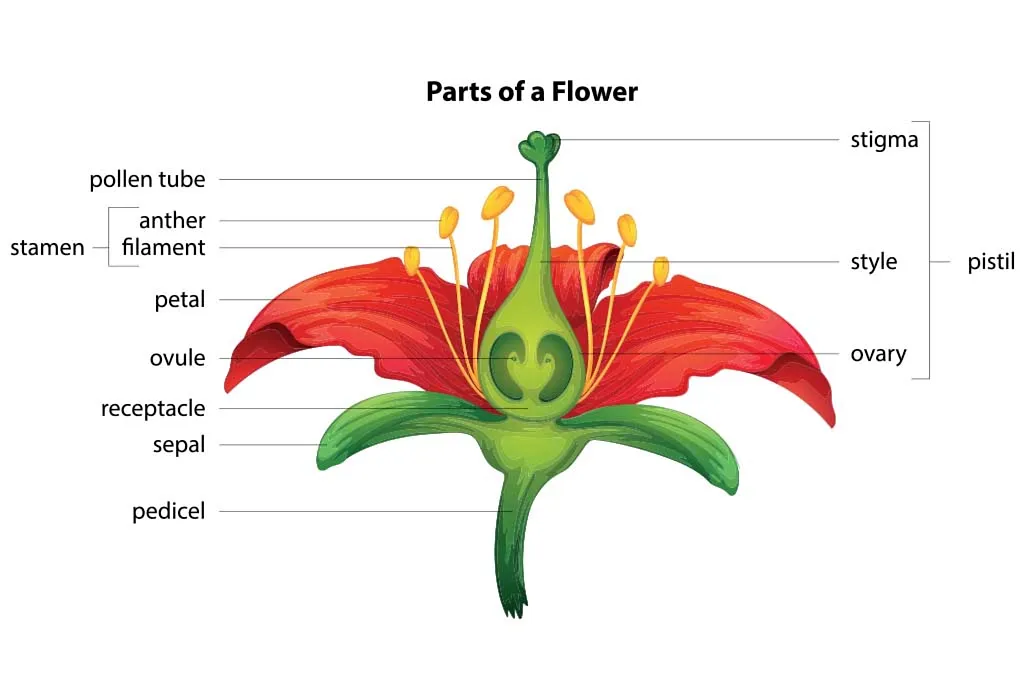 Parts of a Flower Explained for Kids