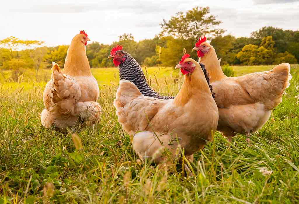Fascinating Chicken Facts for Kids