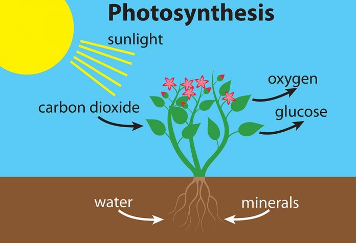 interesting-information-facts-about-photosynthesis-for-children