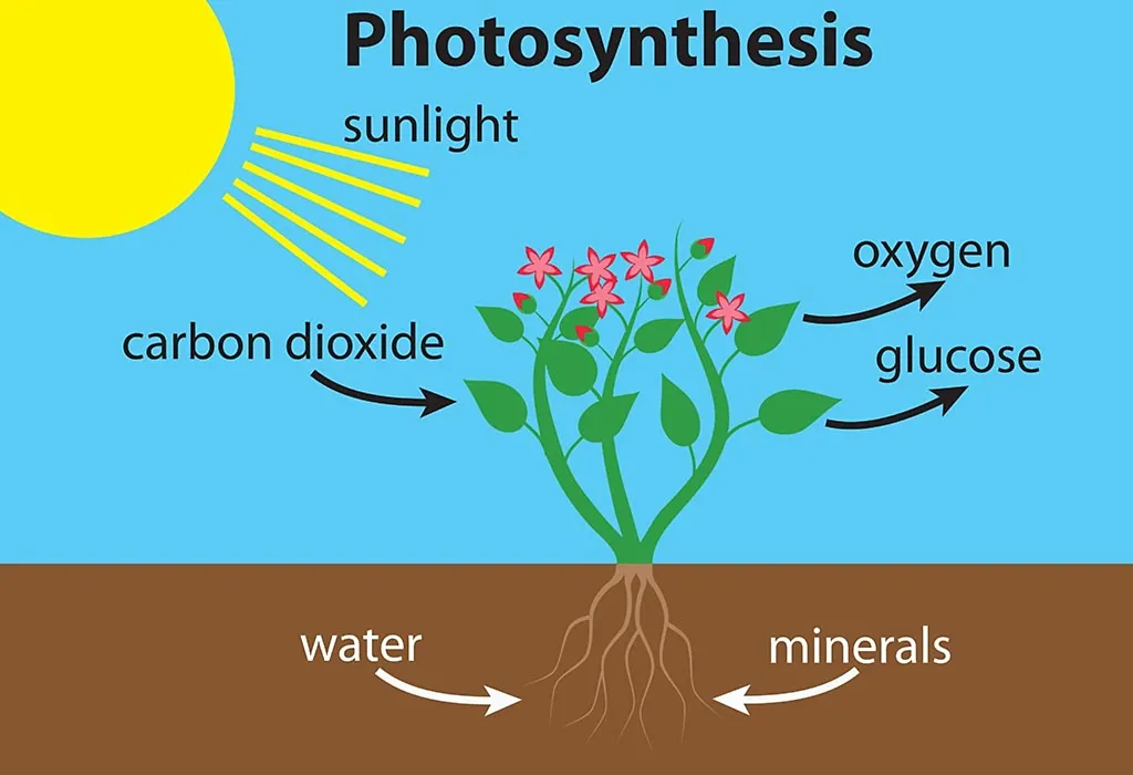 Photosynthesis Equation For Kids