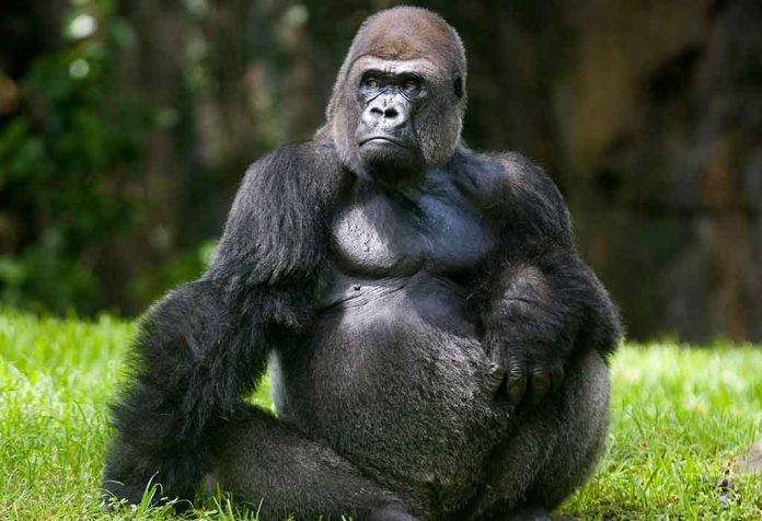 Fascinating Facts About Gorillas for Kids