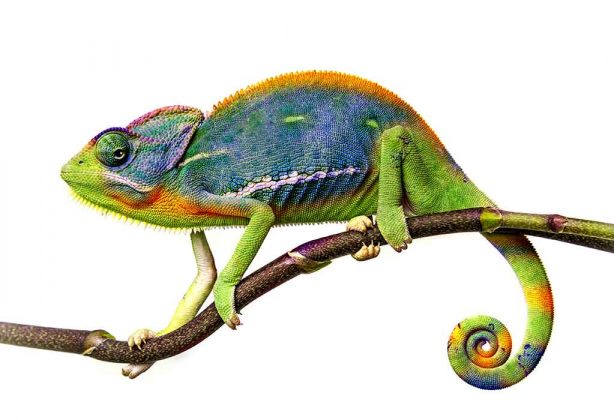 Interesting Information & Facts About Chameleon for Children