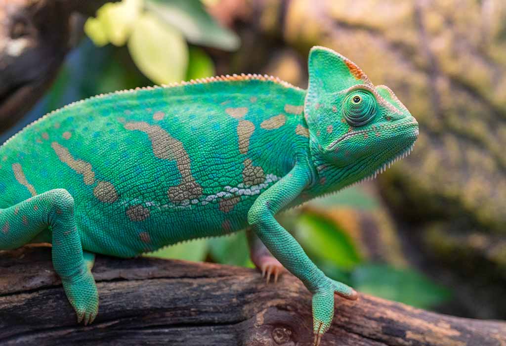 veiled chameleon coloring pages