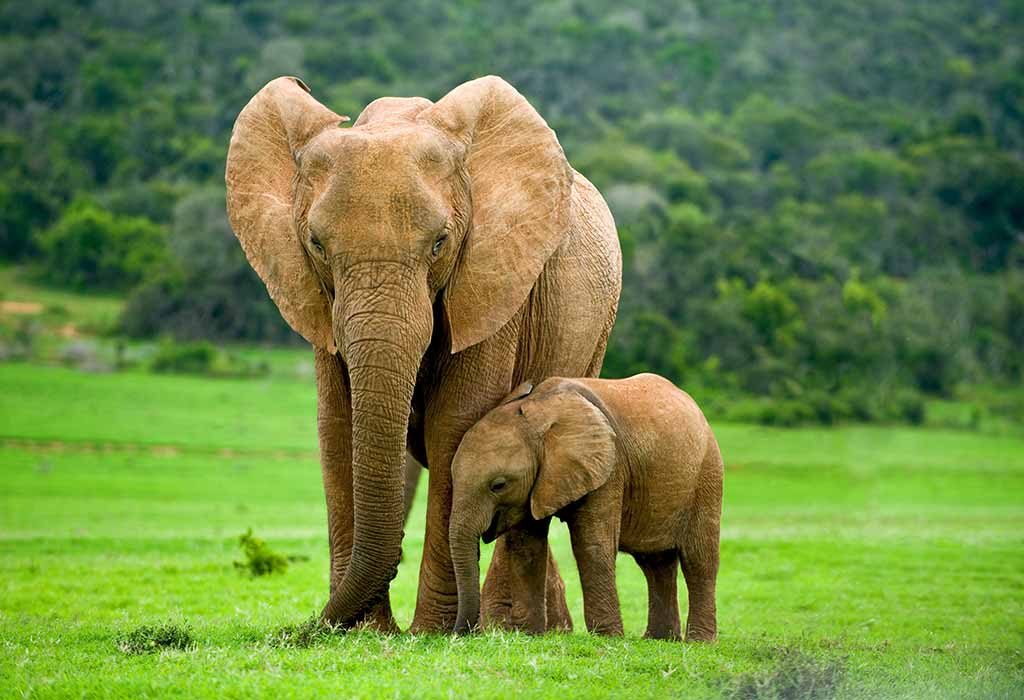 Interesting Facts & Information About Elephant for Kids