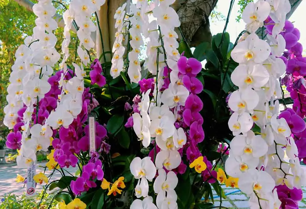 National Orchid Day