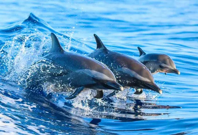 Interessante Fakten über Delfine für Kinder 