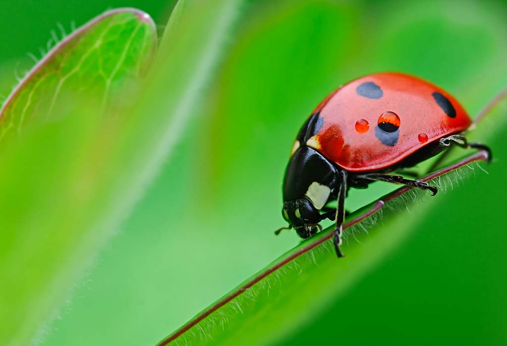 10 Fascinating Facts About Ladybugs